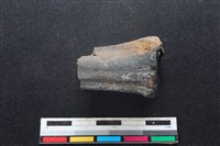 梅花鹿骨藏品圖，第2張