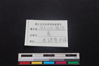 梅花鹿骨藏品圖，第3張