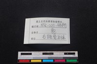 梅花鹿骨藏品圖，第3張