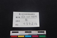 梅花鹿骨藏品圖，第3張