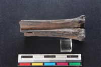 梅花鹿骨藏品圖，第2張