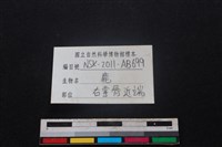 梅花鹿骨藏品圖，第3張