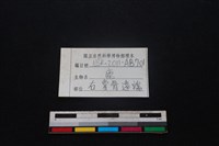 梅花鹿骨藏品圖，第3張