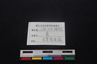 梅花鹿骨藏品圖，第3張