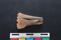 梅花鹿骨藏品圖，第1張