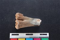 梅花鹿骨藏品圖，第2張