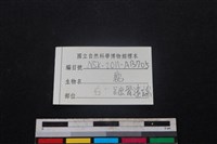 梅花鹿骨藏品圖，第3張