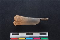 梅花鹿骨藏品圖，第1張