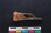 梅花鹿骨藏品圖，第2張