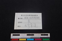 梅花鹿骨藏品圖，第3張