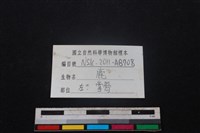 梅花鹿骨藏品圖，第3張