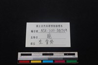 梅花鹿骨藏品圖，第3張