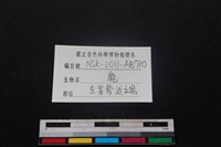 梅花鹿骨藏品圖，第3張