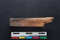 梅花鹿骨藏品圖，第1張