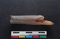 梅花鹿骨藏品圖，第2張