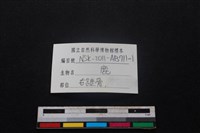 梅花鹿骨藏品圖，第3張