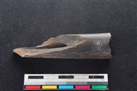 梅花鹿骨藏品圖，第2張