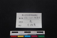 梅花鹿骨藏品圖，第3張