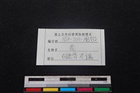 梅花鹿骨藏品圖，第3張