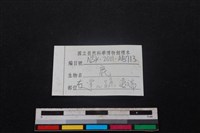 梅花鹿骨藏品圖，第3張