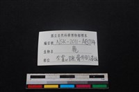 梅花鹿骨藏品圖，第3張