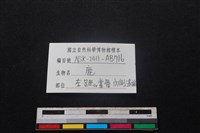 梅花鹿骨藏品圖，第3張