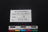 梅花鹿骨藏品圖，第3張