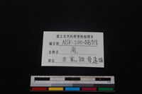 梅花鹿骨藏品圖，第3張