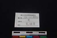 梅花鹿骨藏品圖，第3張