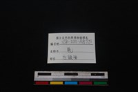 梅花鹿骨藏品圖，第3張