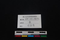 梅花鹿骨藏品圖，第3張