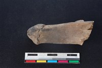 梅花鹿骨藏品圖，第1張