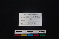 梅花鹿骨藏品圖，第3張