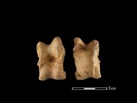 梅花鹿骨藏品圖，第1張