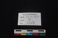 梅花鹿骨藏品圖，第3張