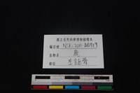 梅花鹿骨藏品圖，第3張