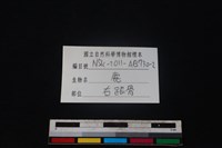 梅花鹿骨藏品圖，第3張