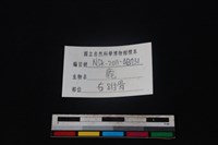 梅花鹿骨藏品圖，第5張