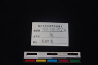 梅花鹿骨藏品圖，第3張