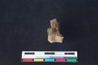 梅花鹿骨藏品圖，第2張