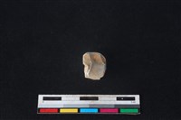 梅花鹿骨藏品圖，第1張