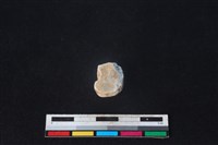 梅花鹿骨藏品圖，第2張