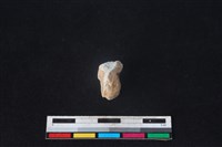 梅花鹿骨藏品圖，第3張