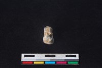 梅花鹿骨藏品圖，第4張