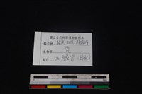 梅花鹿骨藏品圖，第5張