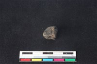 梅花鹿骨藏品圖，第1張