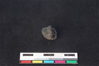 梅花鹿骨藏品圖，第2張