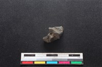 梅花鹿骨藏品圖，第2張