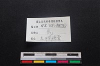 梅花鹿骨藏品圖，第3張