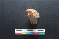 梅花鹿骨藏品圖，第2張